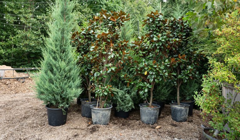 A variety of small trees waiting to be planted. 