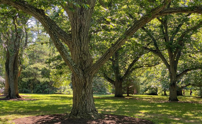 Four large oak trees shading a grassy lawn in summer.