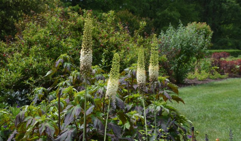 A garden bed filled with a variety of tall plants in summer.
