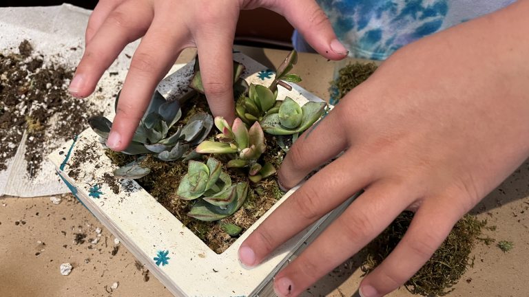 Youthful hands arrange small succulents in a hand-painted square planter.