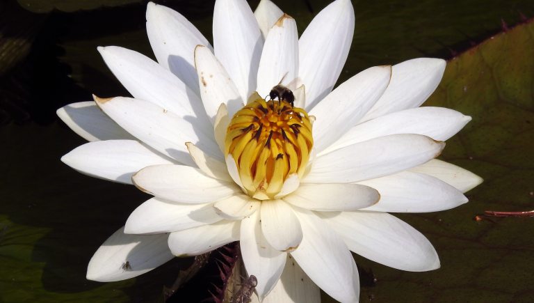 Bee on a 'White Saber Tooth' waterlily. 