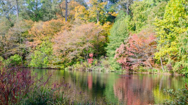 Trees with fall foliage are reflected on a water surface.