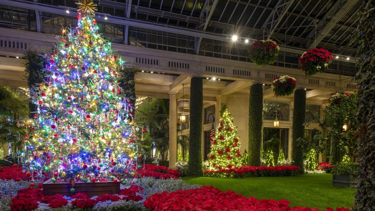 Inside the conservatory at night, decorated with lit Christmas trees, and beds and hanging baskets of poinsettias.