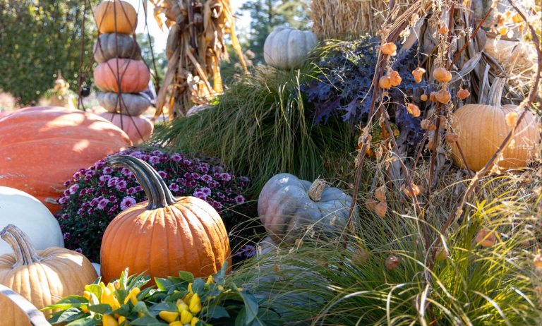 Pumpkins and gourds arranged in a fall outdoor garden. 