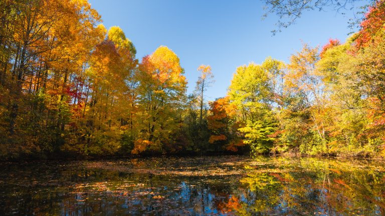 Wide shot of a still lake reflecting trees with yellowish autumn leaves and a clear blue sky.