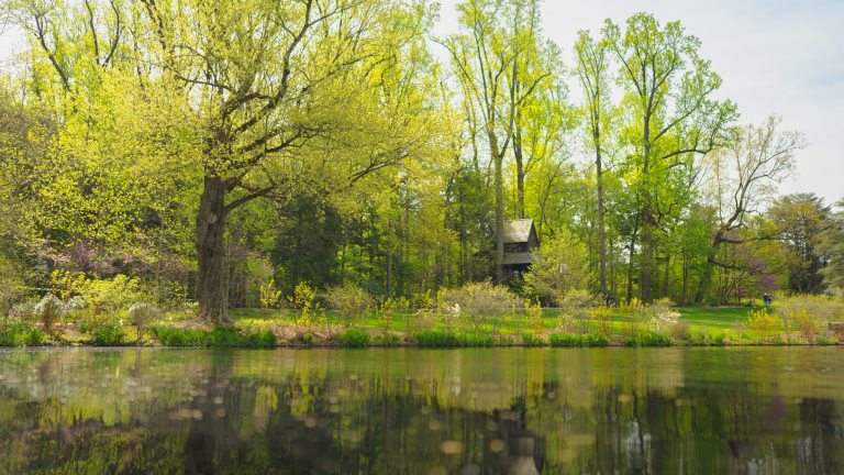 Spring-green trees and a treehouse reflect in the water of a lake.