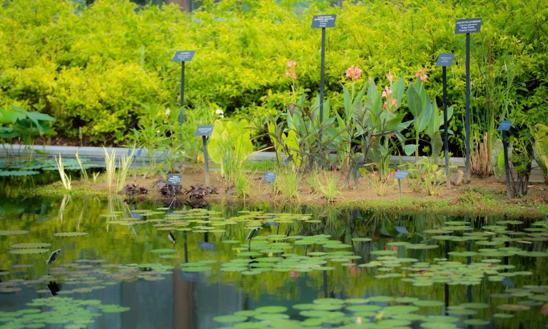 A waterlily pond with a varitey of lily pads and tall grasses. 