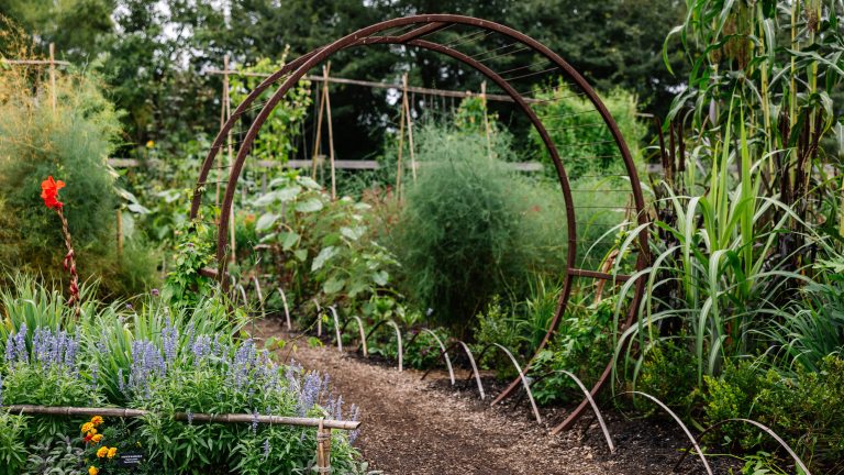Diagonal view of a vegetable and flower garden in full bloom, with small hoops along the border of a garden path, and 2 large connected hoops across the path, through which people can walk.