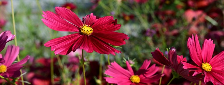 Closeup of deep pink daisy-like flowers with a bright yellow center.