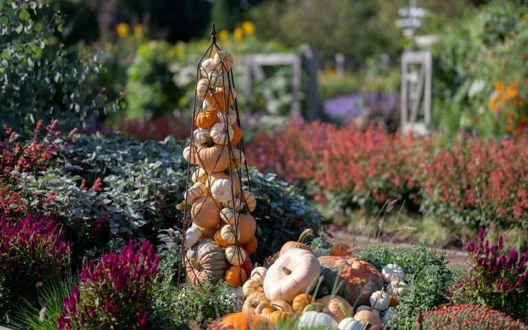 Colorful display of chrysanthemums and other fall flowers, pumpkins, and gourds