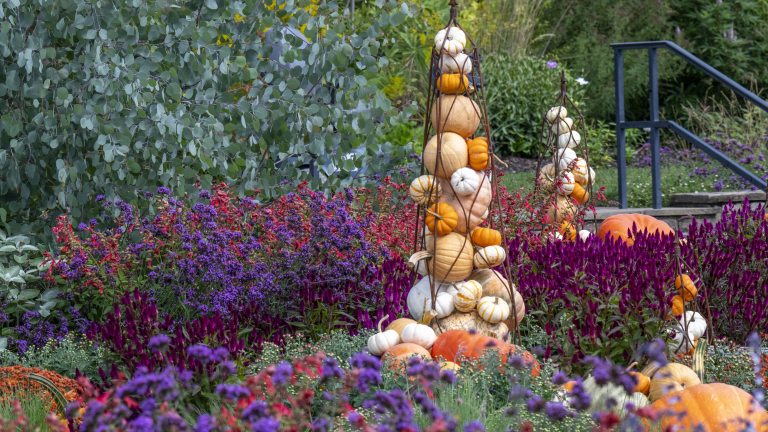 Pumpkin displays amid purple and red flowers in an outdoor garden.
