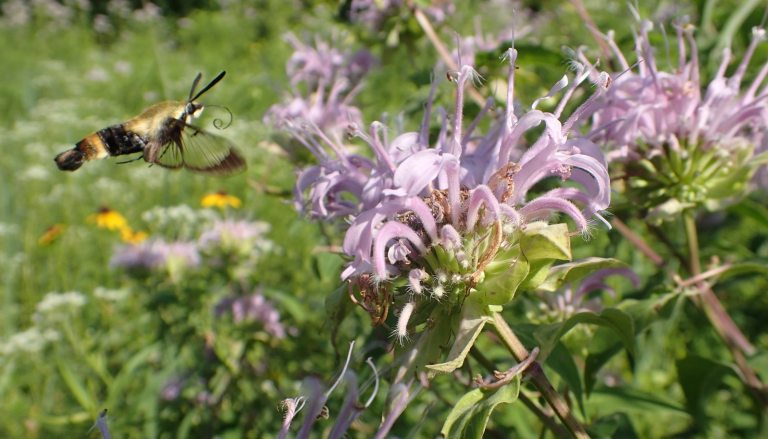 A close-up photograph of a clearwing hummingbird moth in flight, hovering near a cluster of spiky, pale purple wild bergamot or bee balm flowers. The moth is visible on the left, with a distinct black and yellow striped body. The background is a mix of blurred green foliage and yellow flowers under bright sunlight.