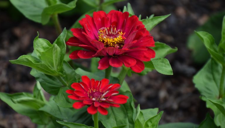 Two bright red flowers set against green leaves.