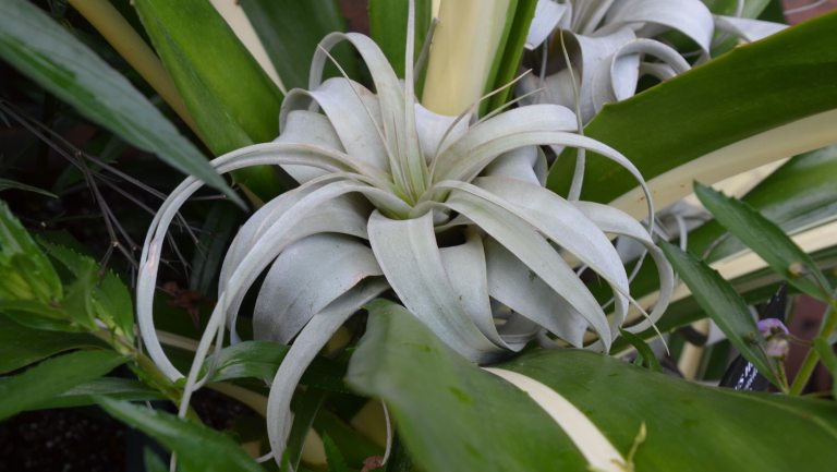 A silver Tillandsia xerographica nestled in greenery.