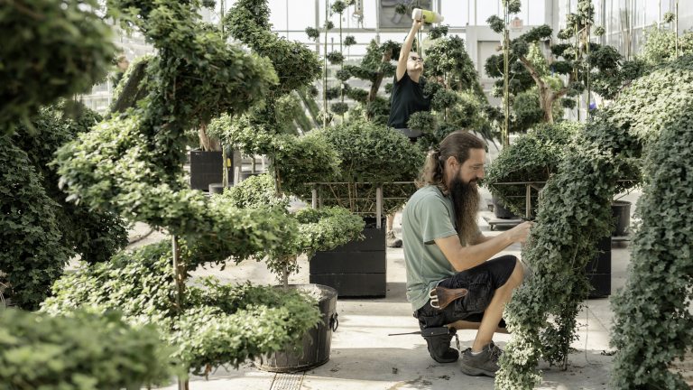 A horticulturist squats to work on specialty mums in training, amid a greenhouse of chrysanthemum forms in training.