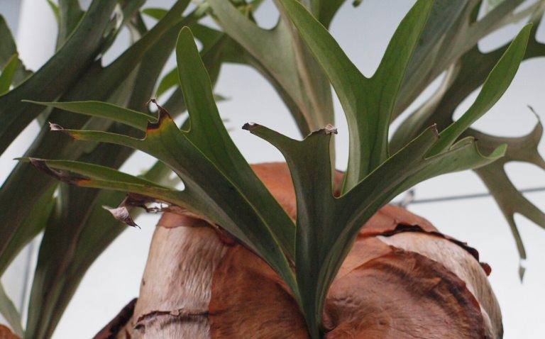 A close-up view of the green, antler-shaped fronds of a Staghorn Fern growing above its brown, shield-like base.