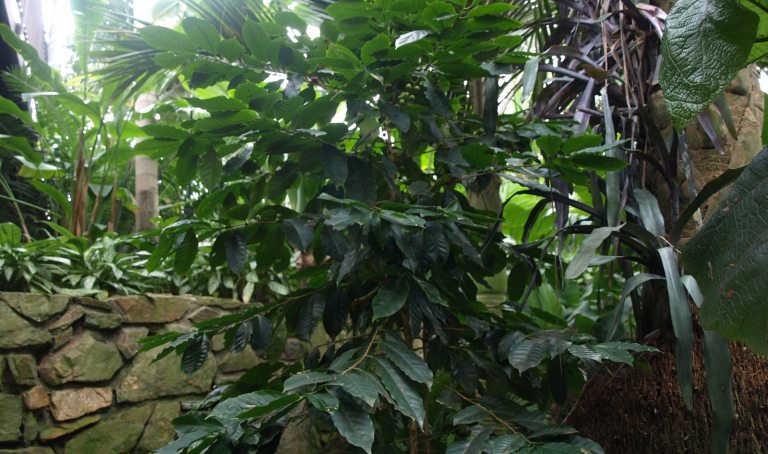 A close-up view of dense, dark green tropical foliage in a jungle or greenhouse setting. The leaves are large and lush, partially obscuring the background, which includes a textured stone wall on the left and thick, woody tree trunks or vines on the right. 