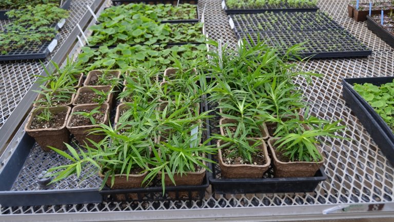 A high-angle view of several trays of young seedlings or cuttings arranged on a metal wire bench in a nursery or greenhouse.
