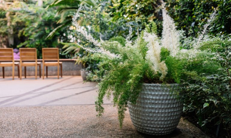A potted Asparagus Fern with bright green, feathery fronds and wispy white flowers, set on a stone patio with wooden chairs in the background.
