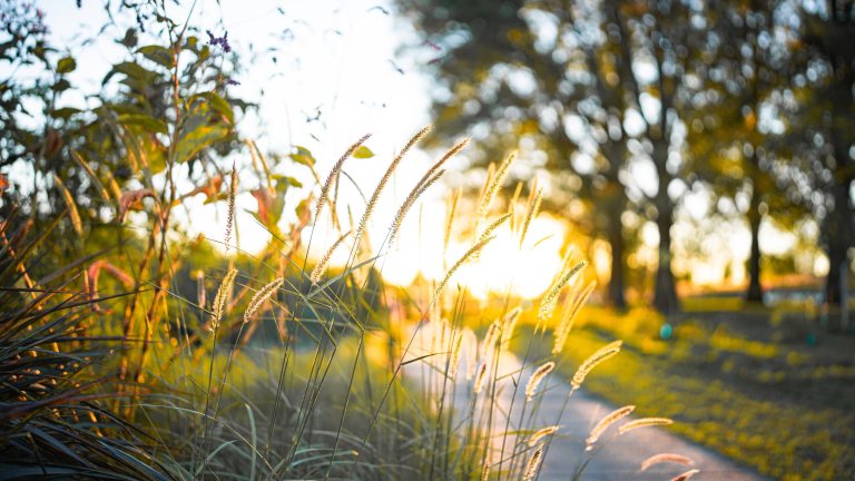 Long rays of sunlight shine along an outdoor path and through trees and autumn grasses