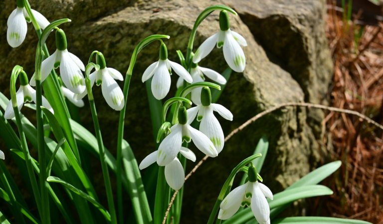 A close-up shot of a cluster of white snowdrop flowers (Galanthus) with their characteristic nodding heads, set against a dark, textured brown rock in the sunlight