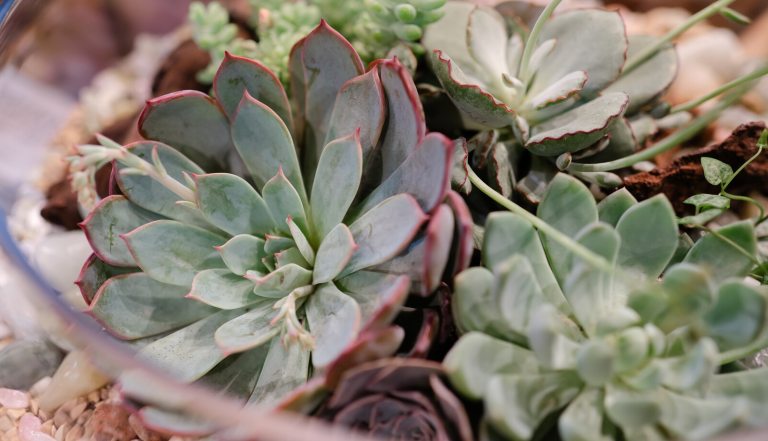 A close-up, top-down view of several succulent plants, primarily Echeveria, nestled together in a container or terrarium.