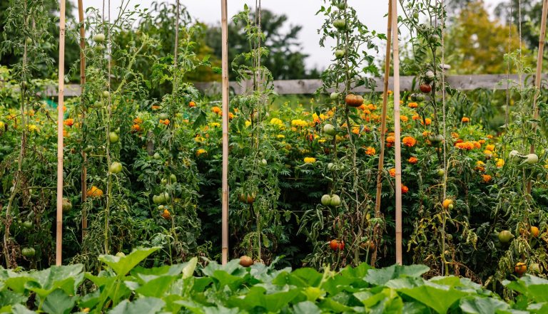 A home garden view with rows of tall tomato plants supported by wooden stakes. The tomato plants are laden with both green and ripening red fruit. In the middle ground, there is a cluster of orange and yellow marigold flowers, and in the foreground, there are low-growing, large green leaves, likely squash or pumpkin plants. 