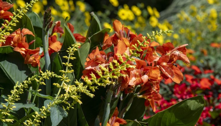 A lush garden bed filled with orange canna, yellow blooms, and green foliage.