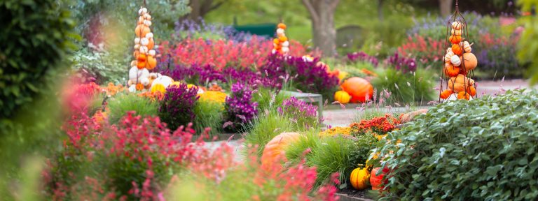 A path makes its way through a garden of colorful fall blooms and pumpkin displays.