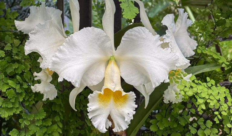 A close-up, high-detail photograph of a single, large white Cattleya orchid bloom. The flower has broad, ruffled white petals and sepals, with a prominent, open lip that is a delicate pale yellow transitioning to a deep golden yellow at the throat. The orchid is centered against a dark, lush background of vibrant green fern and foliage.