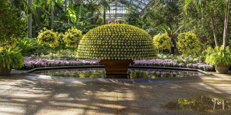 A large dome of concentrically grown yellow chrysanthemums graces an oval indoor pool amid a variety of autumn seasonal and tropical conservatory plants.