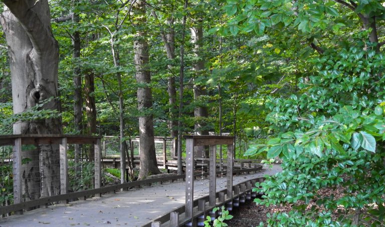 A wooden boardwalk path winding through a dense, green forest or woodland area.