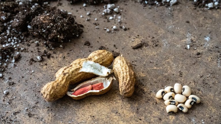 A close-up shot of raw shelled and unshelled peanuts and a cluster of raw black-eyed peas (cowpeas), arranged on a brown wooden surface with clumps of dark soil mixed with perlite in the upper left corner, suggesting planting.
