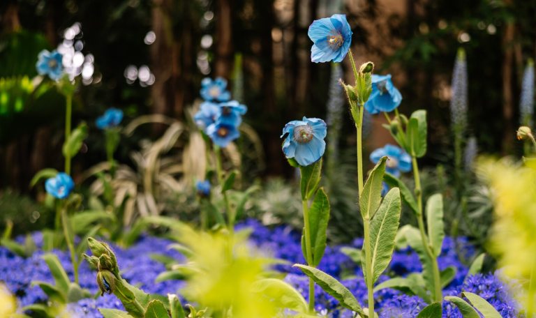 Close-up of rare Himalayan blue poppy flowers (Meconopsis) with light blue petals and dark centers, blooming above a carpet of smaller purple flowers.