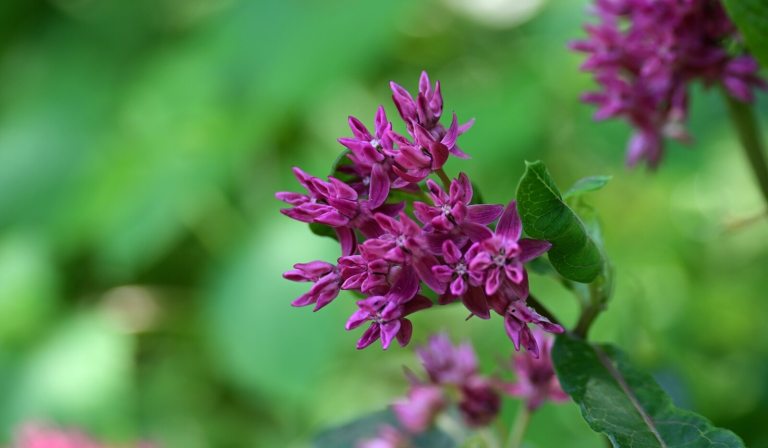 Close-up of a cluster of vibrant magenta or purple wildflowers against a soft, blurry green background.