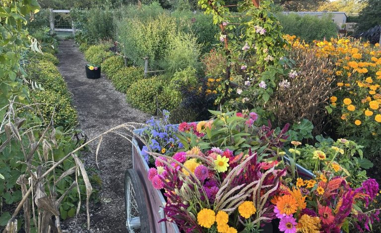 A vibrant cutting garden view, with a wheelbarrow full of freshly harvested flowers (zinnias, marigolds, and amaranth) in the foreground and planting rows receding into the background.