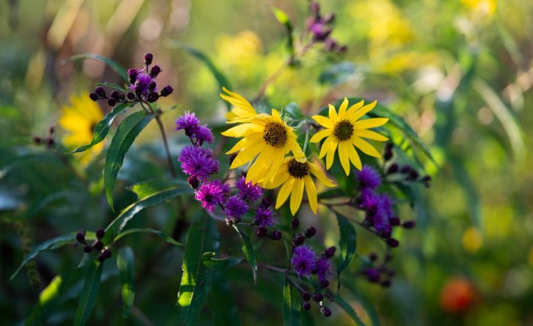 A close-up of bright yellow sunflowers and clusters of deep purple wildflowers in a sunlit field.