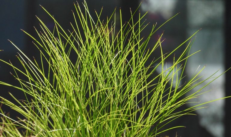 Close-up detail of lush, needle-like green foliage.