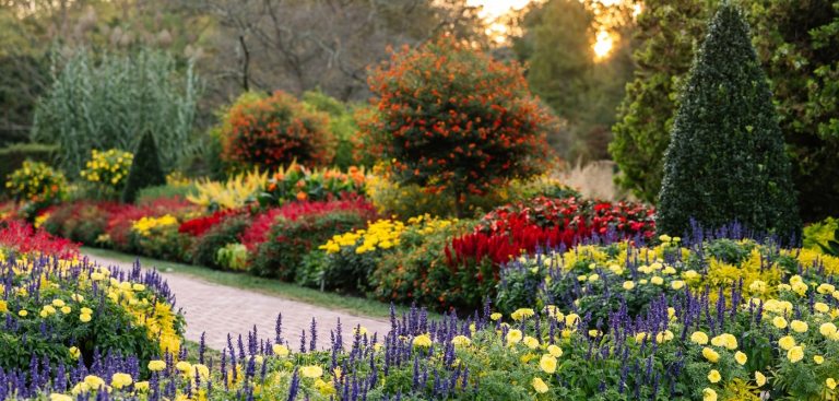 A vibrant, colorful formal garden at sunset, featuring a wide bed of flowers in various colors—predominantly red, yellow, and deep purple/blue—arranged in distinct drifts. A light-colored path curves through the garden. The background includes trees and shrubs, with the low sun casting a warm glow.