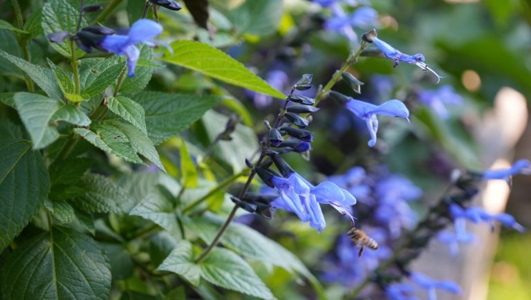 Close-up of vibrant blue salvia flowers (or sage) blooming on dark stems, surrounded by lush green foliage.