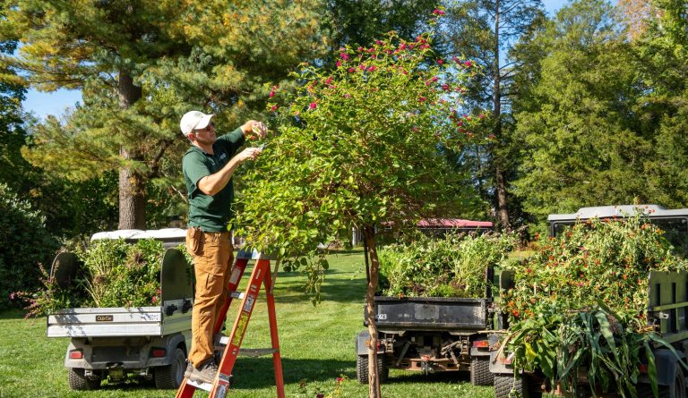 Gardener pruning a small tree while standing on a ladder, with utility carts full of cuttings nearby in a sunny yard.