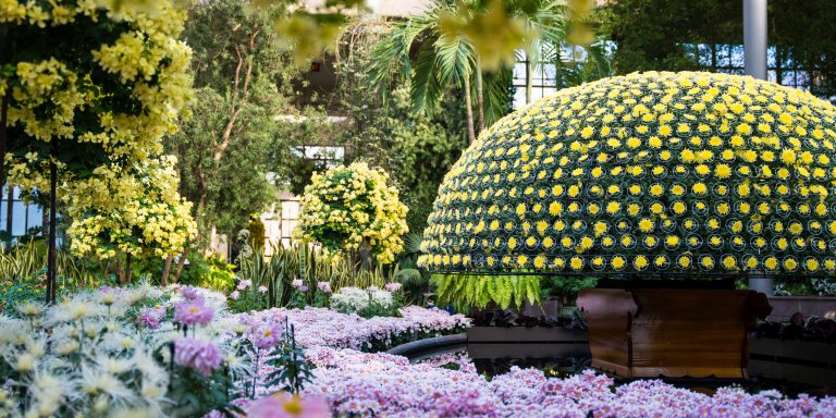 A yellow thousand bloom mum in an ornate wooden planter stands in a pool toward the right of the frame, amid pink, white, and yellow blooms of various heights and textures.