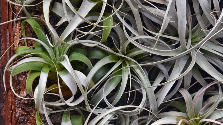 A group of large Tillandsia, in shades of silver and green