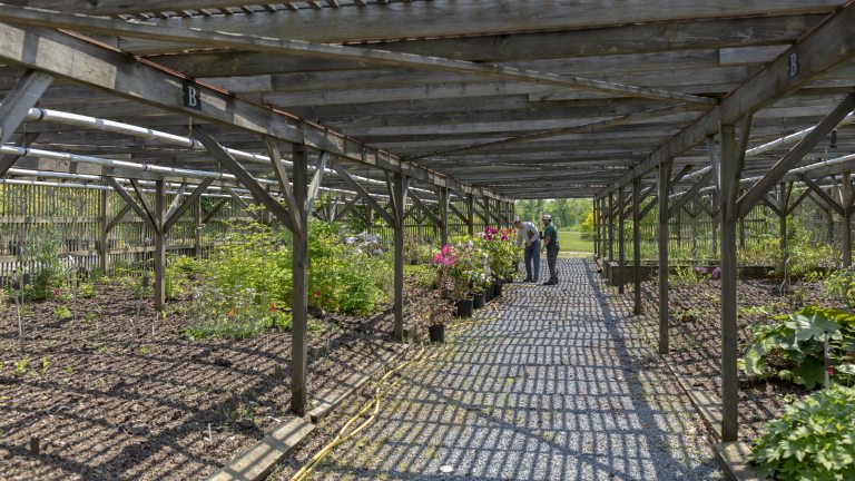 Two people stand looking at plants at the far end of an open-air greenhouse