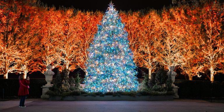 A tall outdoor Christmas tree decorated and lit in blue tones stands amid an arc of trees uplit in orange tones.