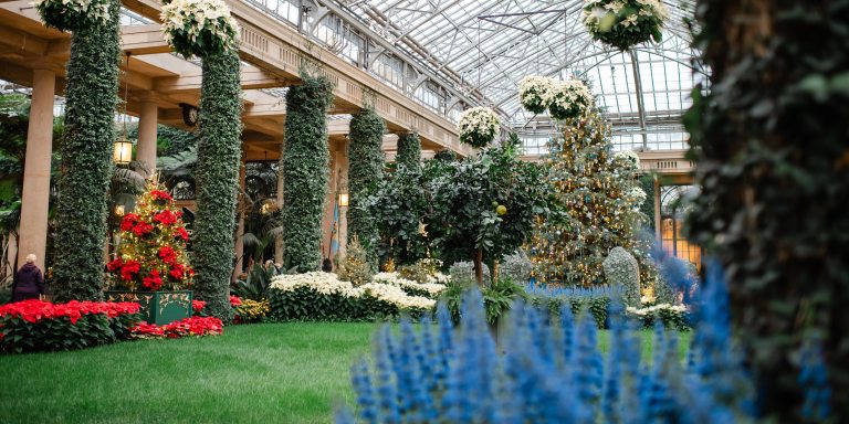 Daytime view of interior conservatory decorated for Christmas.