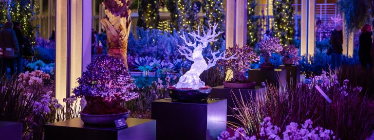 Long diagonal view of bonsai tree display, including a white-lit bonsai sculpture, all bathed in purple lighting.
