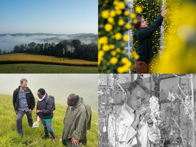 Collage of 4 images, including a hilly, fog-covered landscape; a horticulturist tending yellow mums on a column; a scientist in a lab coat handling floral specimens; and three people outdoors, one with a pink flower in hand.