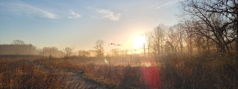 The sun rises over a winter meadow of dried grasses and bare branch trees as two birds fly toward the sun