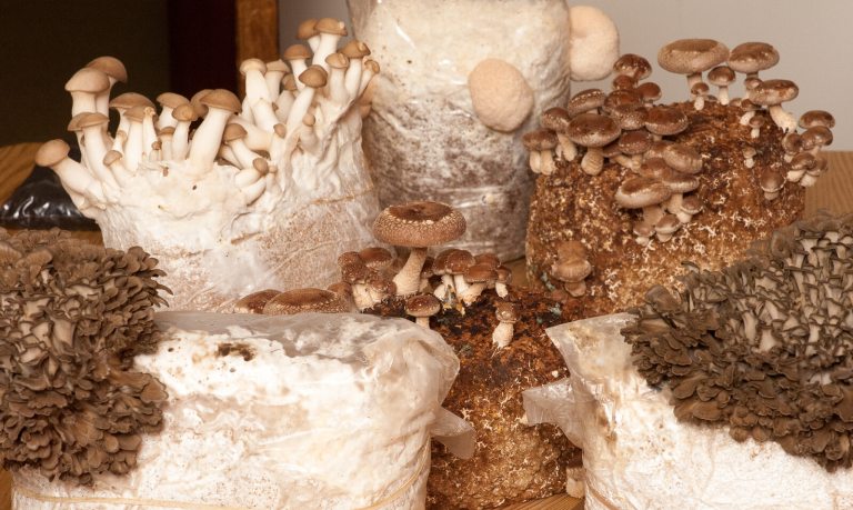 A variety of mushrooms on a table.